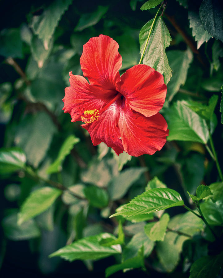 Hibiscus Photograph by Lawrence Knutsson
