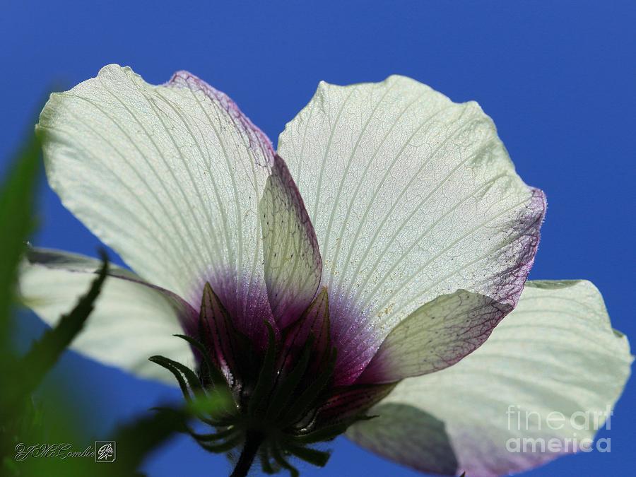 Hibiscus named Amethyst #5 Photograph by J McCombie