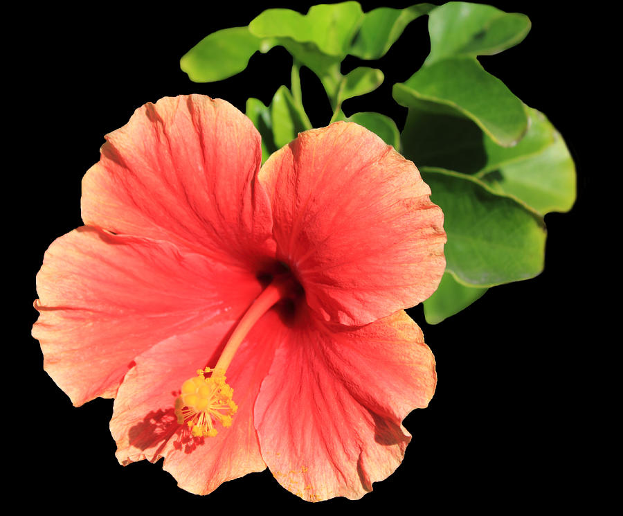 Hibiscus #1 Photograph by Shane Bechler