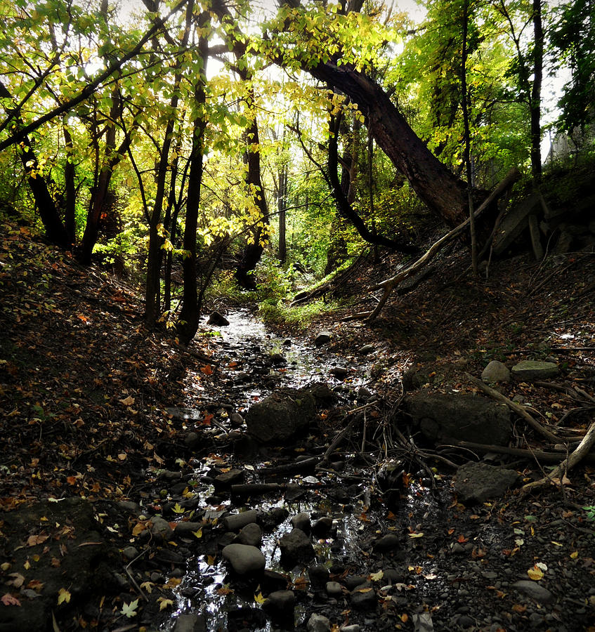 Nature Photograph - Hidden Stream #1 by Cyryn Fyrcyd