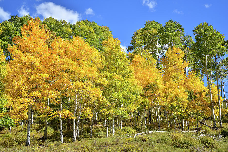 High Country Aspens #2 Photograph by Ray Mathis