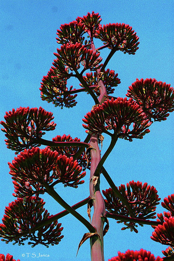 High Country Red Bud Agave #1 Digital Art by Tom Janca