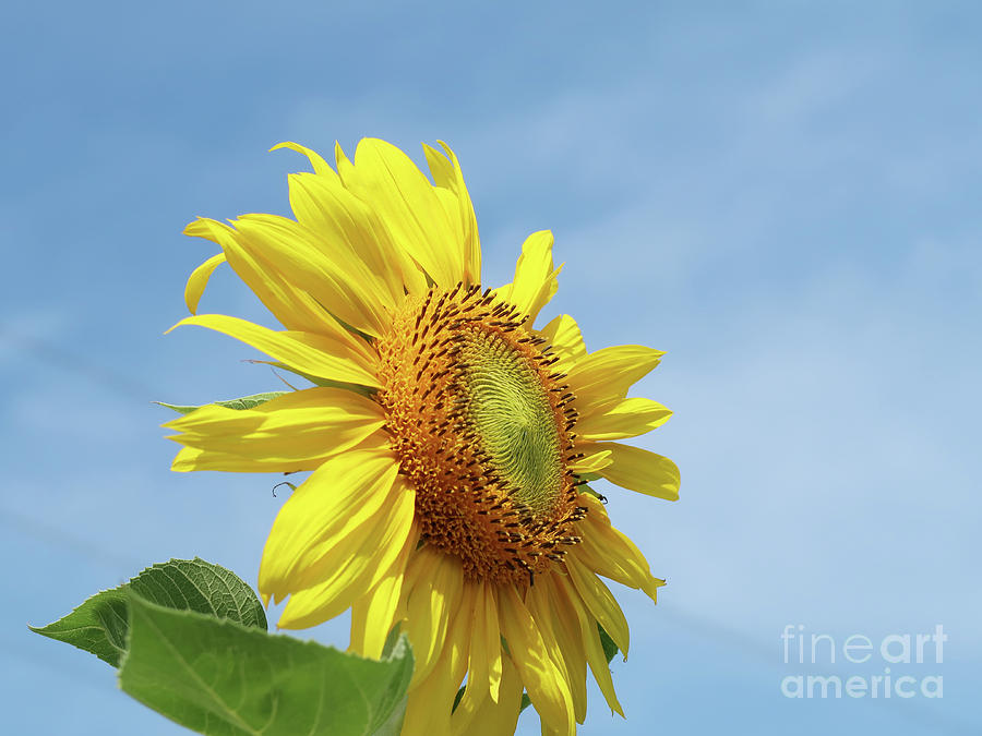 Sunflower Photograph - Higher and Higher by Ann Horn