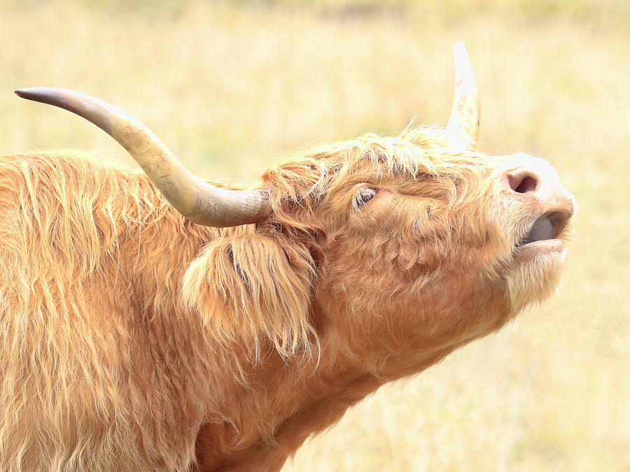 Highland Bull Moo #1 Photograph by Steve McKinzie