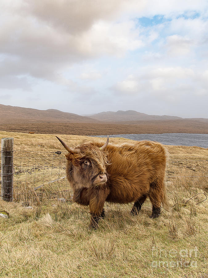 Highland Catle Photograph by Keith Thorburn LRPS EFIAP CPAGB - Fine Art ...