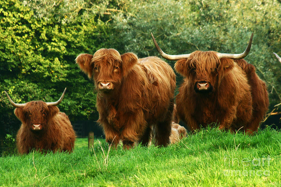 Highland Cattle #1 Photograph by Ang El