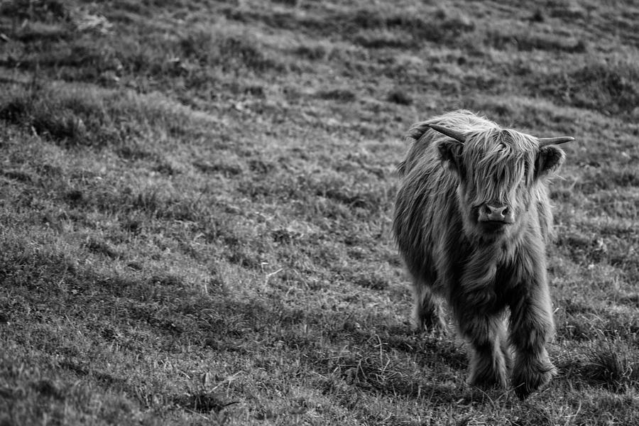 Highland Cattle Photograph