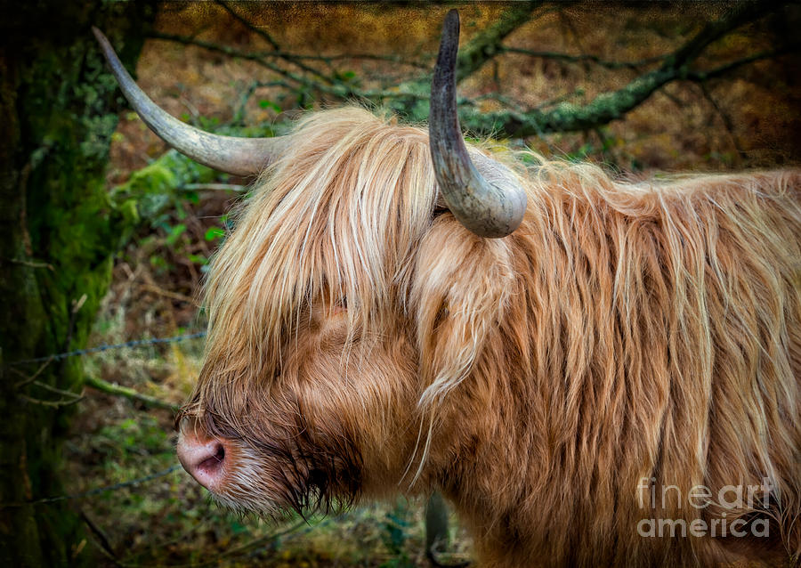 Highland Cow #2 Photograph by Adrian Evans