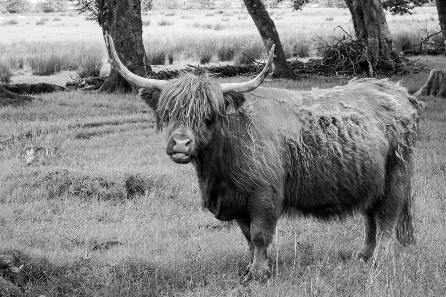Nature Photograph - Highland Cow #2 by Chris Dale