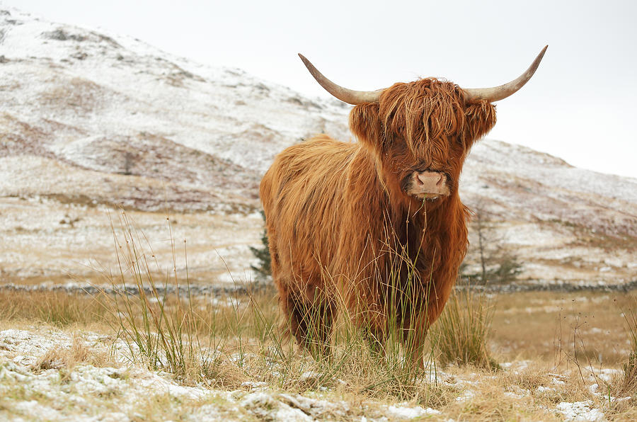 Wildlife Photograph - Highland Cow by Grant Glendinning
