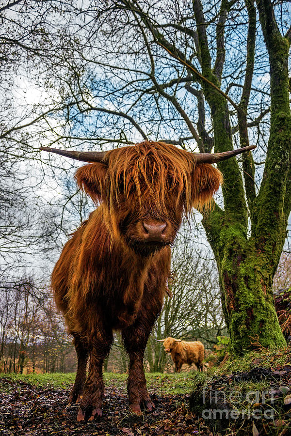 Highland Cow #1 Photograph by Ian Mitchell