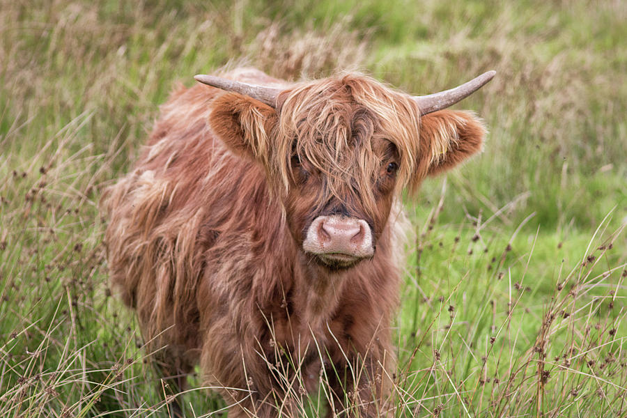 Up Movie Photograph - Highland Cow #1 by Martin Newman