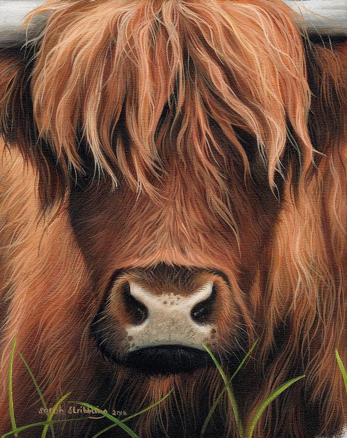 highland cattle oil painting