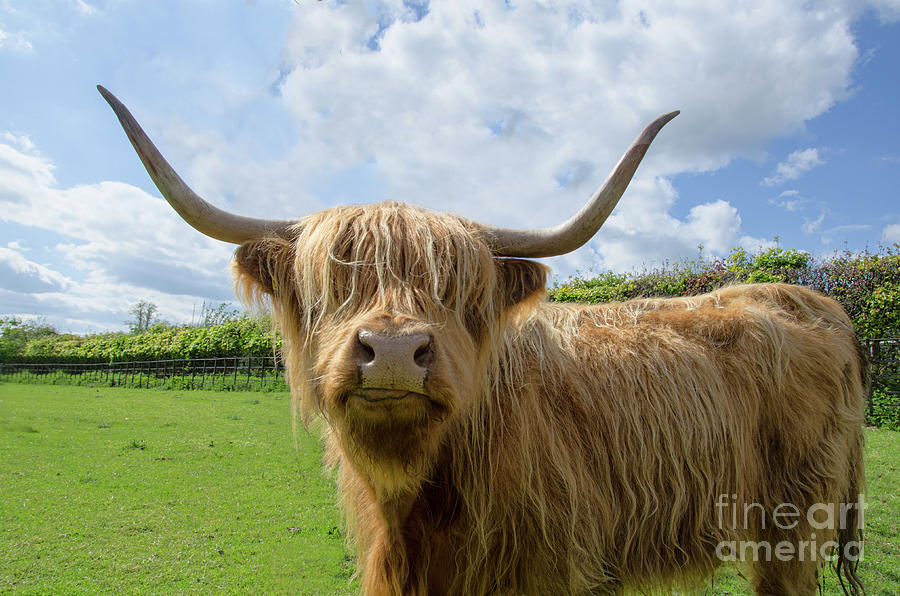 Highland cow #1 Photograph by Steev Stamford