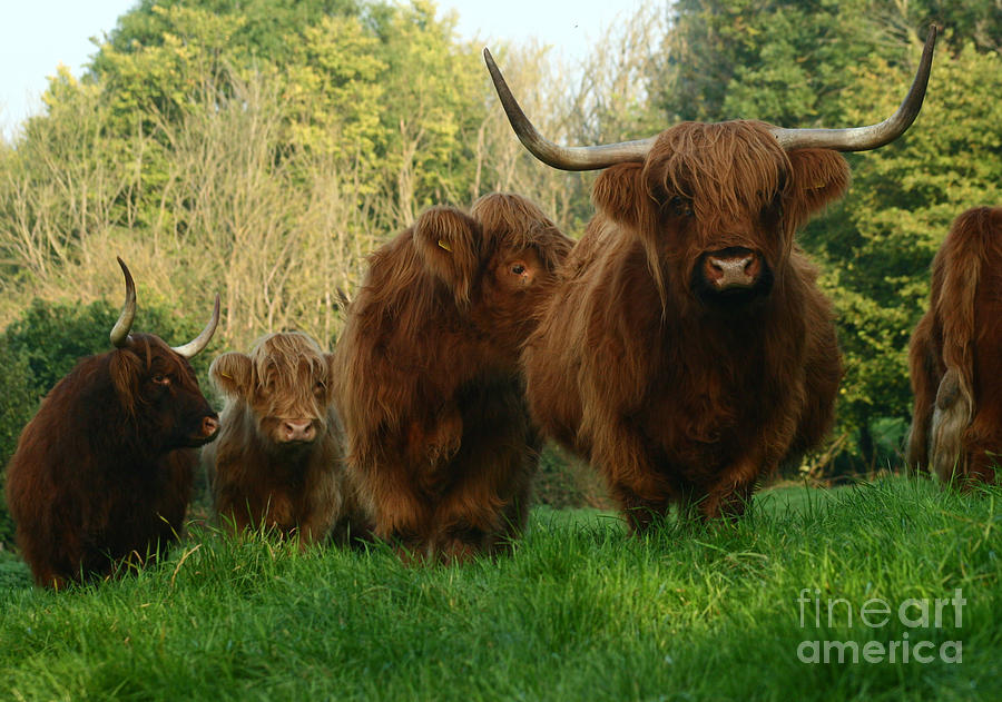 Highland Cows #1 Photograph by Ang El