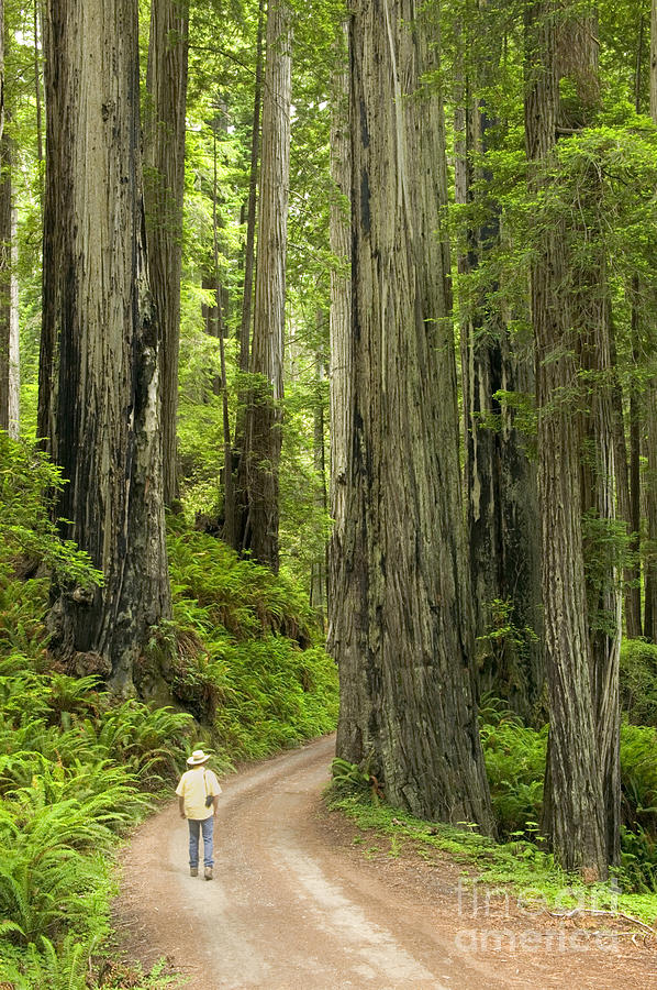 Hiker In Redwood Forest #1 Photograph by Inga Spence