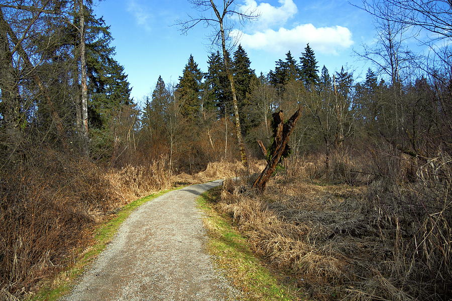 Hiking Trail through the spring Forest #2 Photograph by Alex Lyubar
