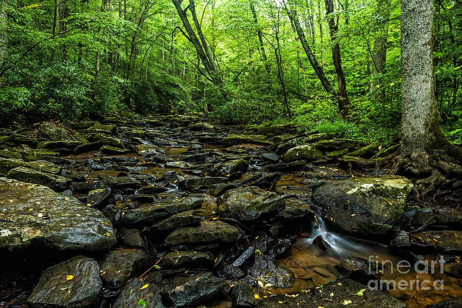 Hills Creek Monongahela National Forest Photograph