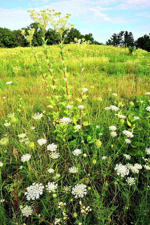 Hillside of Wildflowers in Marengo Ridge #1 Photograph by Ray Mathis
