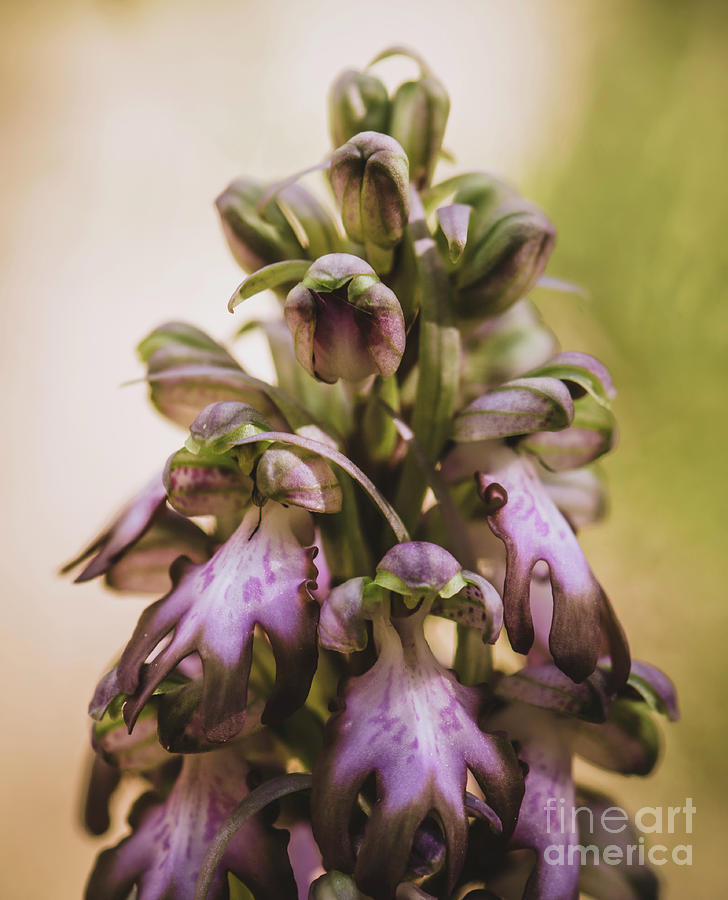 Himantoglossum robertianum wild orchid #1 Photograph by Perry Van Munster