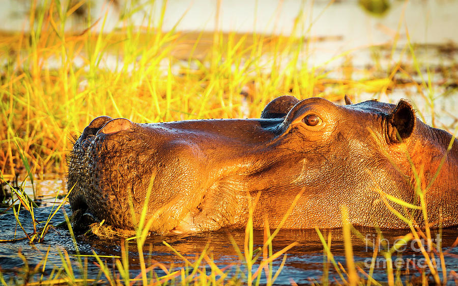 Hippopotamus Photograph - Hippopotamus Chobe River  #1 by THP Creative
