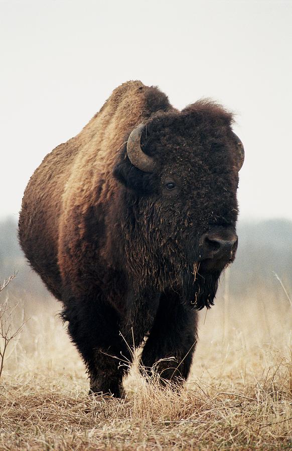 Buffalo Photograph - His Majesty #1 by Rick Rauzi