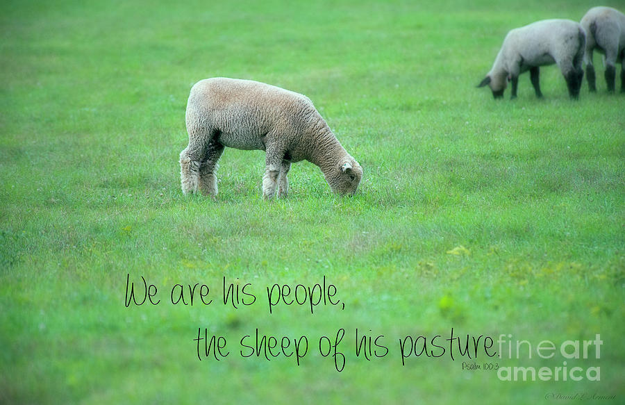 His Sheep #1 Photograph by David Arment