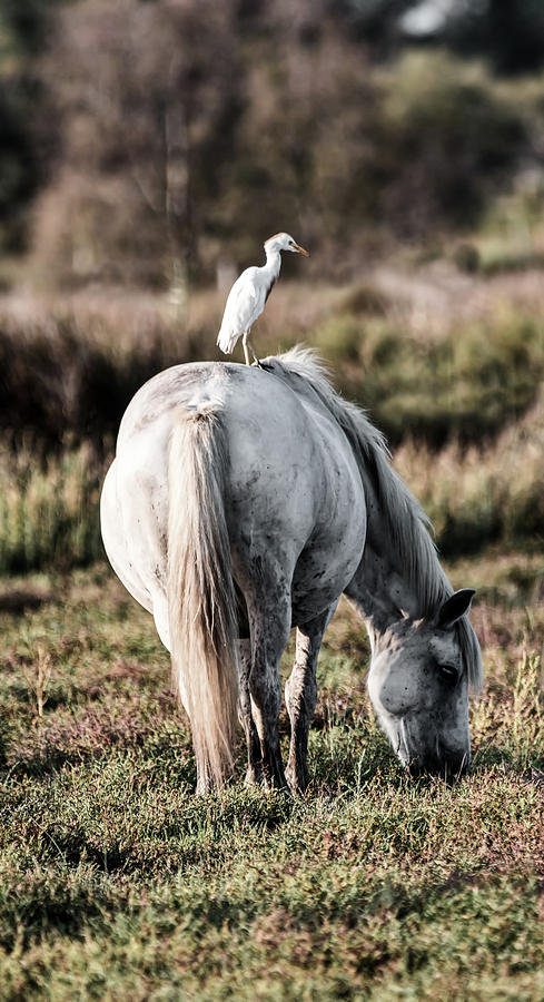Egret Photograph - Hitching A Ride #1 by Mountain Dreams
