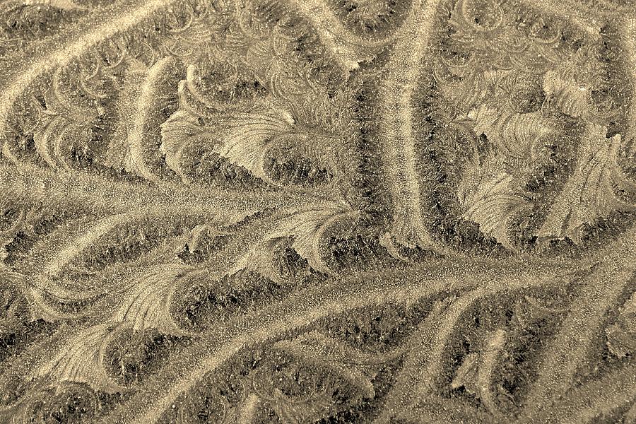 Extraordinary Hoarfrost Scallop Patterns in Sepia Photograph by Kim Bemis