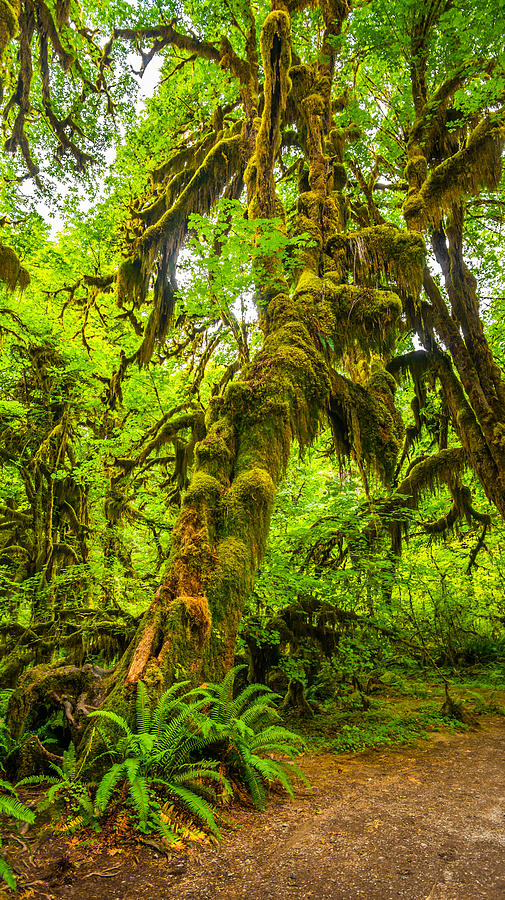 Hoh rain forest #1 Photograph by Asif Islam