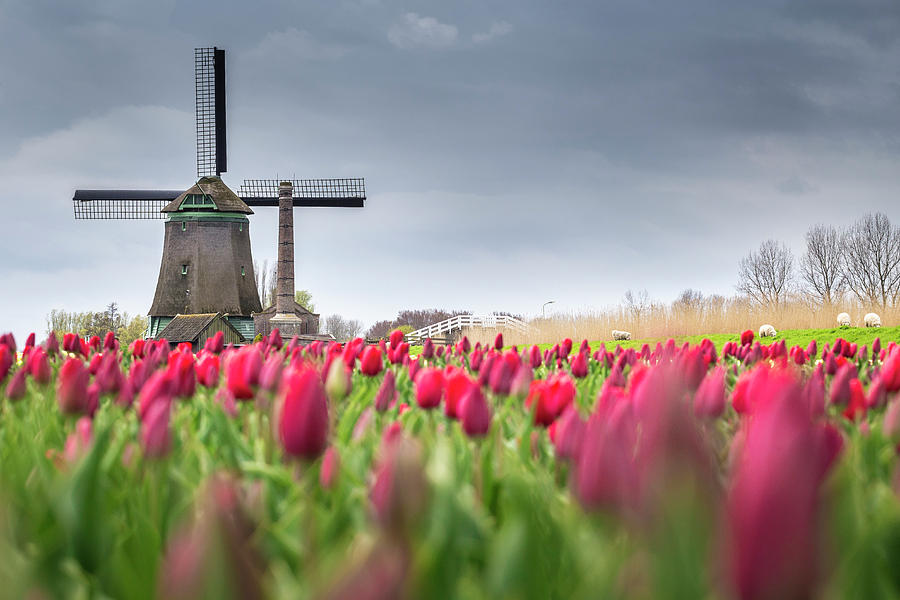 Holland windmill #1 Photograph by Stefano Termanini