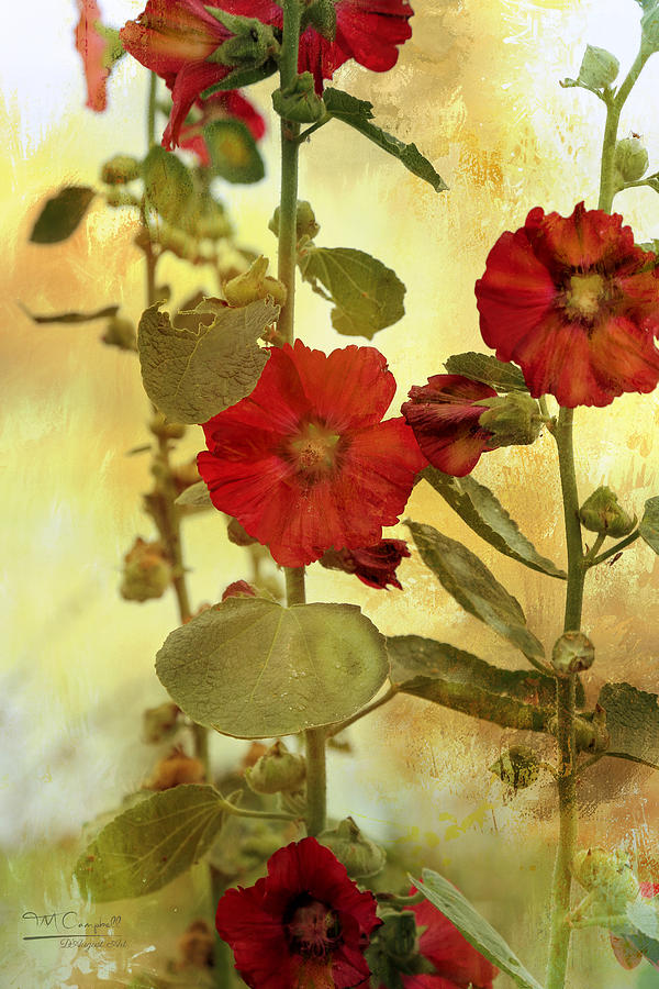 Flower Photograph - HollyHocks #2 by Theresa Campbell