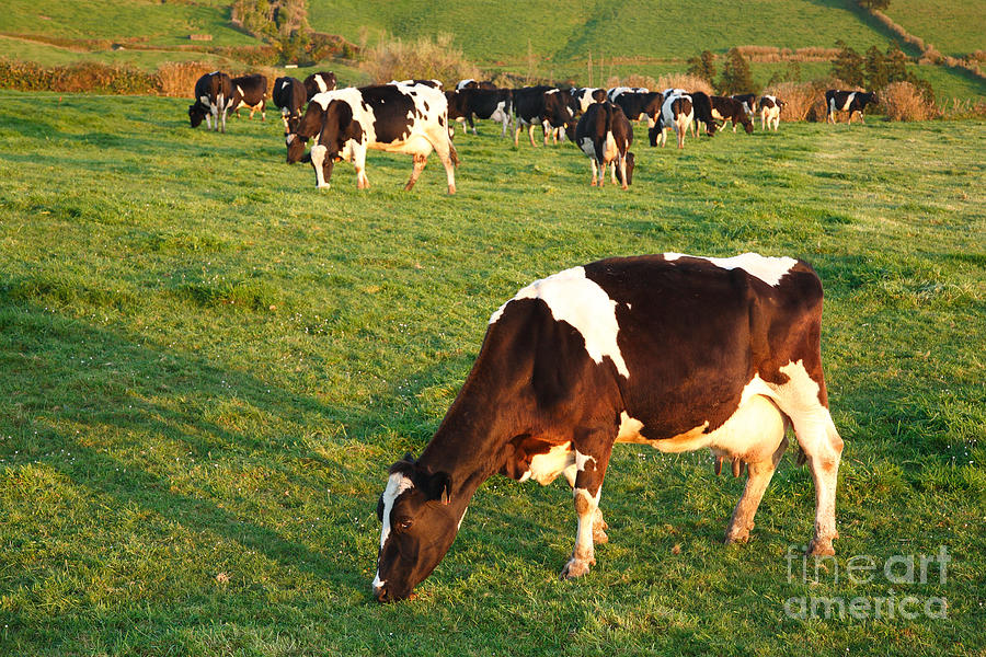 Holstein cattle #1 Photograph by Gaspar Avila