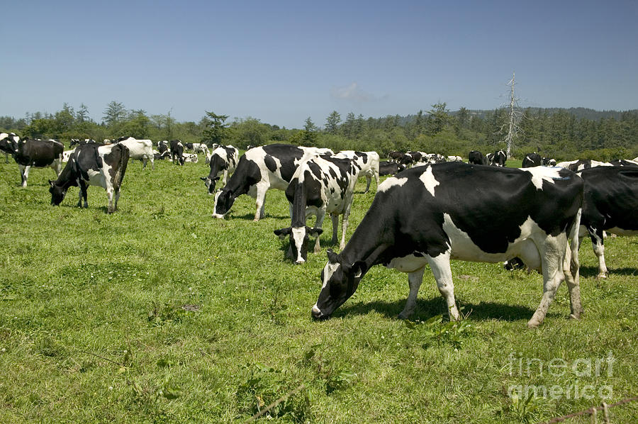 Cow Photograph - Holstein Cows Grazing #1 by Inga Spence
