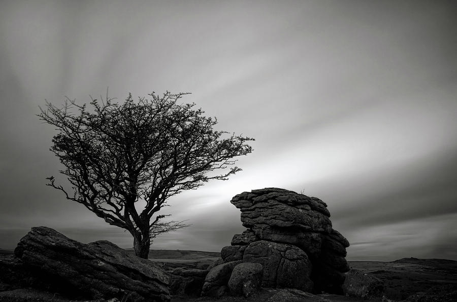 Holwell Tor and Lone tree on Dartmoor #1 Photograph by Pete Hemington