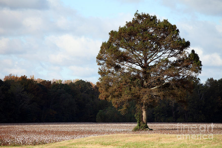 Tree Photograph - Home #1 by Amanda Barcon