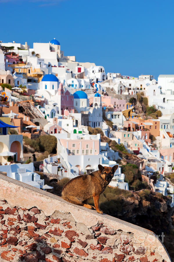 Homeless stray dog sitting on stone wall in Oia town #1 Photograph by Michal Bednarek