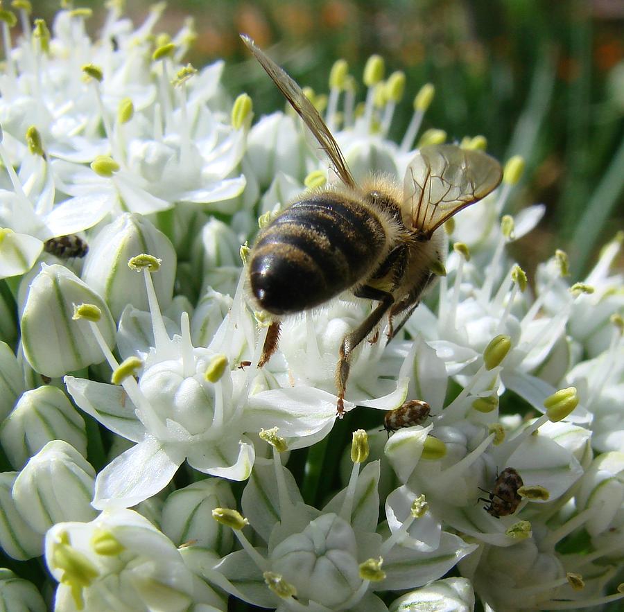 Honey Bee  #1 Photograph by Liz Vernand
