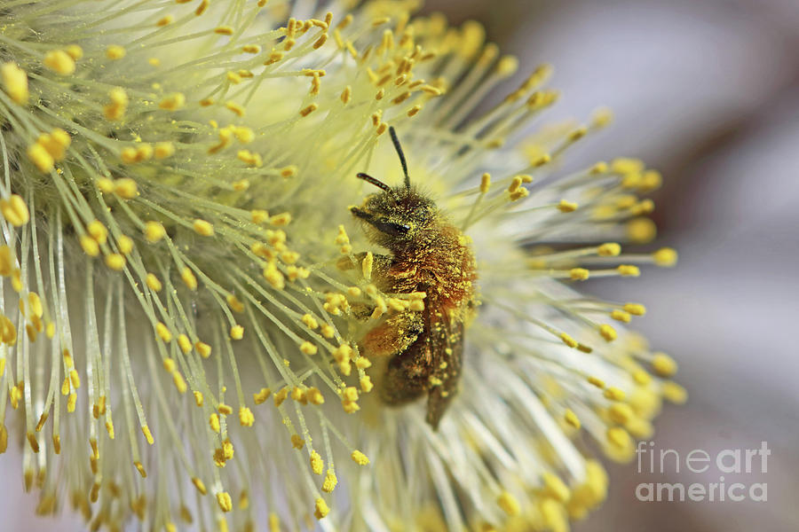 Honey bee on pussy willow catkin  #1 Photograph by Julia Gavin