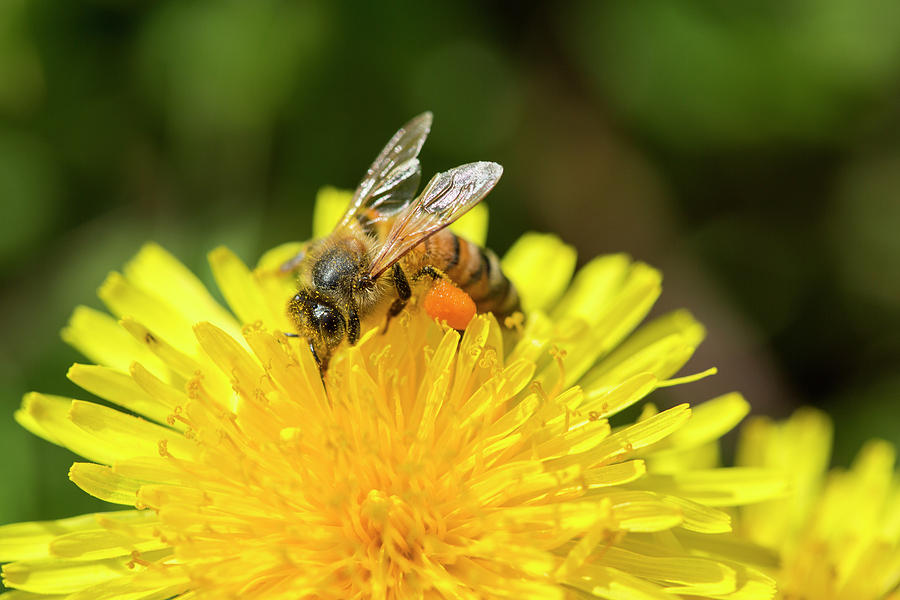 Honey Bee Photograph - Honey Bee Pollinating Macro #1 by Iris Richardson