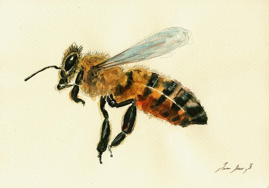 Honey Bee Watercolor Painting - Honey bee watercolor painting #1 by Juan  Bosco