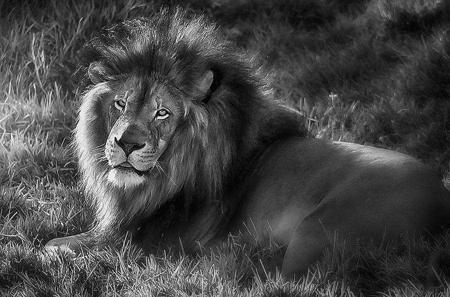 Lion Photograph - Honor the King #1 by Camille Lopez
