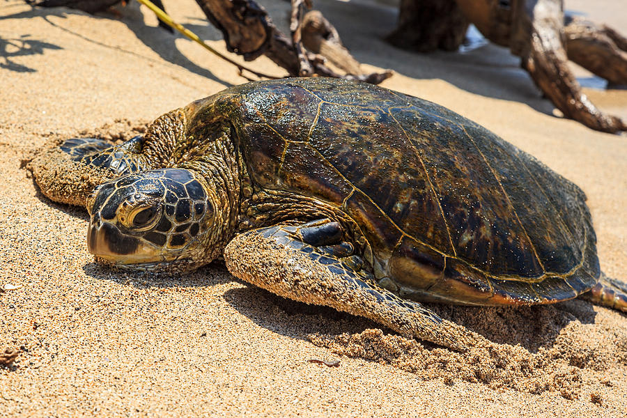 Honu - Hawaiian Green Sea Turtle On The Beach In Hawaii Photograph by ...