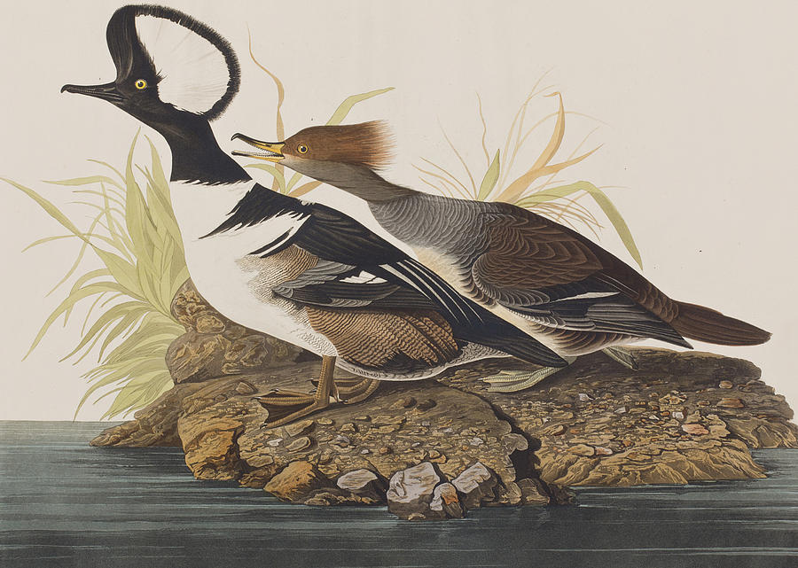 John James Audubon Painting - Hooded Merganser by John James Audubon