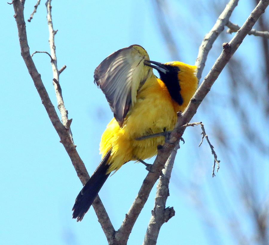 Hooded Oriole Photograph by Rob Wallace Images - Fine Art America