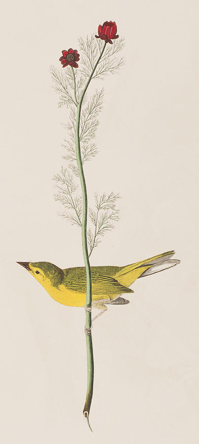 John James Audubon Painting - Hooded Warbler by John James Audubon