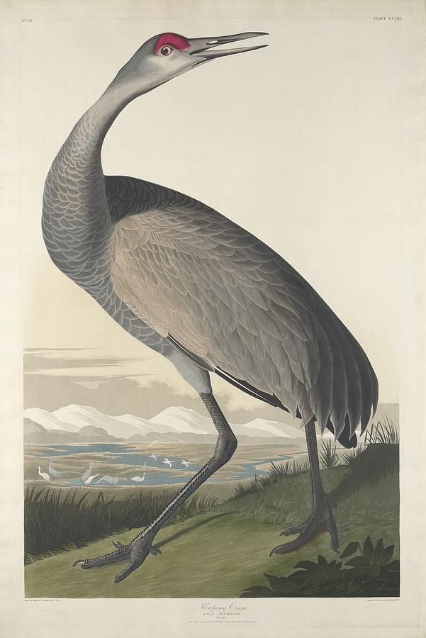 John James Audubon Drawing - Hooping Crane #1 by Dreyer Wildlife Print Collections 