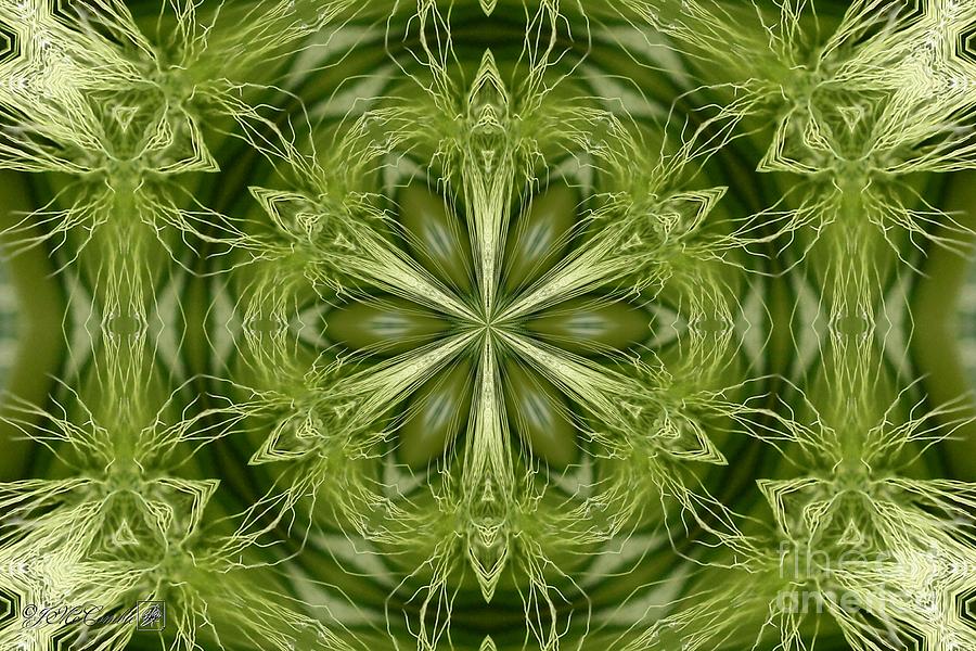 Hordeum Jubatum Kaleidoscope #2 Digital Art by J McCombie