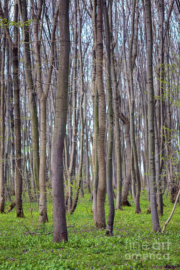 Hornbeam forest #1 Photograph by Ragnar Lothbrok