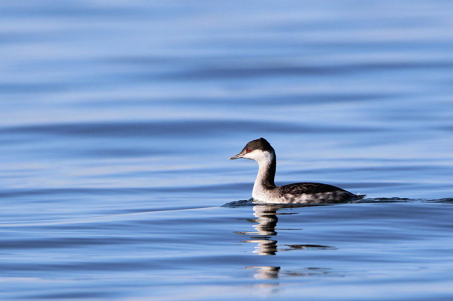 Horned Grebe Kings Park New York #1 Photograph by Bob Savage